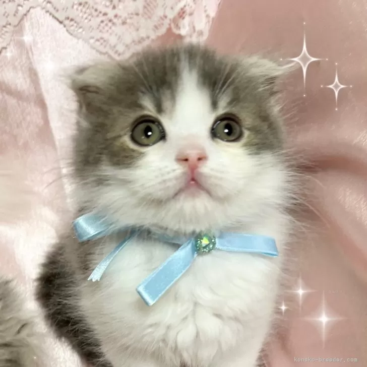 ID:2403-00765の子猫
