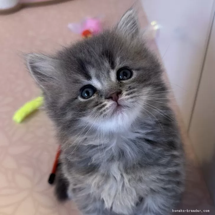 ID：2402-02157の子猫