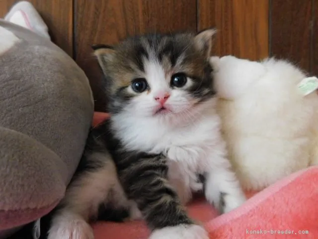 ID:1804-01304の子猫
