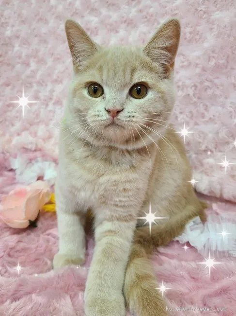 ID:2303-01306の子猫