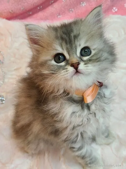 ID:2212-01112の子猫