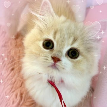 スコティッシュフォールド(立ち耳)【北海道・女の子・2024年5月20日・クリームタビーホワイト（ファファなセミロング✨）】の写真「とても可愛い甘えっこな姫❤️」