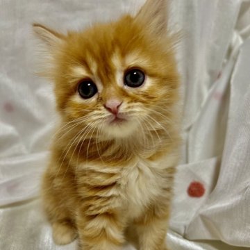 スコティッシュフォールド(立ち耳)【北海道・女の子・2024年4月25日・レッドタビー&ホワイト（柔らかセミロング❤️）】の写真「綺麗な赤毛のおっとりレディ💕」