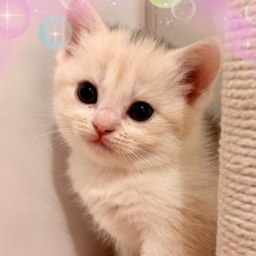 スコティッシュフォールド【北海道・女の子・2023年9月12日・ダイリュートキャリコ（柔らかな短毛❤️）】の写真「とても可愛い姫😍です。」