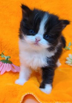 スコティッシュフォールド(立ち耳)【北海道・女の子・2020年10月8日・ブラック&ホワイト（柔らかロング💕）】の写真「おっとり姫👸」