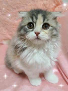 スコティッシュフォールド(折れ耳)【北海道・女の子・2023年3月17日・ダイリュ-トキャリコ（柔らかなロング💕）】の写真「とでも美女に成長してます❤️」