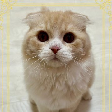 スコティッシュフォールド(折れ耳)【北海道・男の子・2024年6月5日・クリーム&ホワイト（セミロング💓）】の写真「甘えん坊過ぎな子です💕」