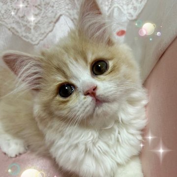 スコティッシュフォールド(立ち耳)【北海道・女の子・2024年1月15日・クリーム&ホワイト（柔らかなセミロング💕）】の写真「モフサンドなキャラの可愛い子です💕」