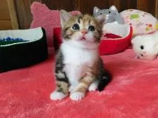 スコティッシュフォールド(立ち耳)【北海道・女の子・2018年1月28日・キャリコ】の写真1