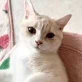 スコティッシュフォールド(立ち耳)【北海道・男の子・2023年10月1日・クリーム&ホワイト】の写真1「元気いっぱいです🈵」