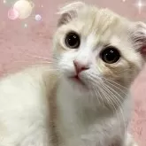 スコティッシュフォールド(折れ耳)【北海道・男の子・2023年9月12日・クリーム&ホワイト】の写真1「くりくりなお目めの可愛い子です🩷」