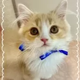 スコティッシュフォールド(立ち耳)【北海道・男の子・2024年1月1日・クリーム&ホワイト】の写真1「とても美しい子です💕」