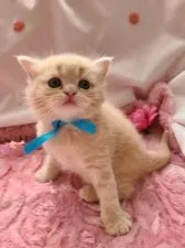 スコティッシュフォールド(立ち耳)【北海道・男の子・2021年3月5日・クリームタビ-】の写真2「将来イケメン間違いなし❤️」