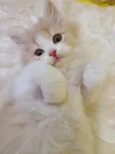 スコティッシュフォールド(立ち耳)【北海道・男の子・2023年3月17日・クリ-ム&ホワイト】の写真2「甘えん坊くん❤️」