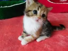 スコティッシュフォールド(立ち耳)【北海道・女の子・2018年1月28日・キャリコ】の写真2「3月6日撮影、癒しの可愛さちゃん💕」