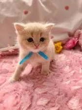 スコティッシュフォールド(立ち耳)【北海道・男の子・2021年3月5日・クリームタビ-】の写真3