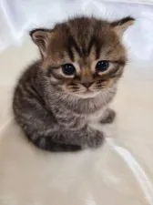 スコティッシュフォールド(立ち耳)【北海道・男の子・2020年10月22日・ブラウンタビ-】の写真3「これからもっと可愛くなるよ💕」