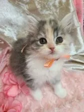 スコティッシュフォールド(立ち耳)【北海道・女の子・2021年11月25日・ダイリュ-トキャリコ】の写真3「もっと遊んでニャー😸」