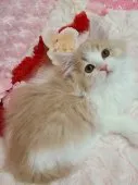 スコティッシュフォールド(立ち耳)【北海道・男の子・2022年12月30日・クリ-ム&ホワイト】の写真3「さらさらな毛並み🎵」