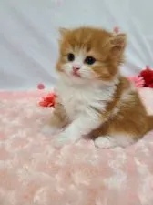 スコティッシュフォールド(立ち耳)【北海道・男の子・2021年2月20日・レッドタビ-ホワイト】の写真3「これからもっとイケメンになるつもりだよ❤️」