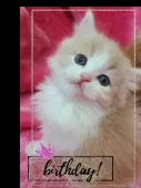 スコティッシュフォールド(立ち耳)【北海道・男の子・2022年12月30日・クリ-ム&ホワイト】の写真4「モデル？」