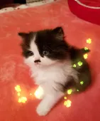 スコティッシュフォールド(立ち耳)【北海道・女の子・2018年2月22日・ブラック&ホワイト】の写真4