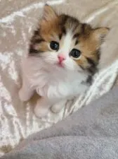 スコティッシュフォールド(立ち耳)【北海道・男の子・2022年3月6日・ブラウンタビー&ホワイト】の写真5「実際のボク、もっと可愛いので会いに来てにゃん✨」