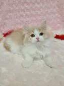 スコティッシュフォールド(立ち耳)【北海道・男の子・2022年12月30日・クリ-ム&ホワイト】の写真5「宜しくにゃん✨」