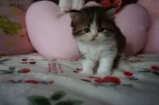 スコティッシュフォールド(立ち耳)【北海道・男の子・2018年6月15日・ブラウンタビ―&ホワイト】の写真5「おっとりくんです✨」