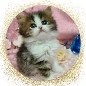 スコティッシュフォールド(立ち耳)【北海道・男の子・2022年12月1日・ブラウンタビ-&ホワイト】の写真5「モデル並かな？笑」