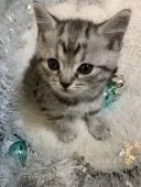 スコティッシュフォールド(立ち耳)【北海道・男の子・2020年10月15日・ブルータビ-】の写真5「猫じゃらし恋しいにゃ－🎵」