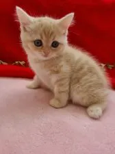 スコティッシュフォールド(立ち耳)【北海道・女の子・2020年8月11日・クリームタビ-ホワイト】の写真5「まんまるレディ❤️」