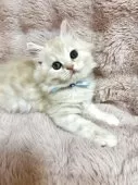 スコティッシュフォールド(立ち耳)【北海道・男の子・2025年7月28日・クリーム&ホワイト】の写真10