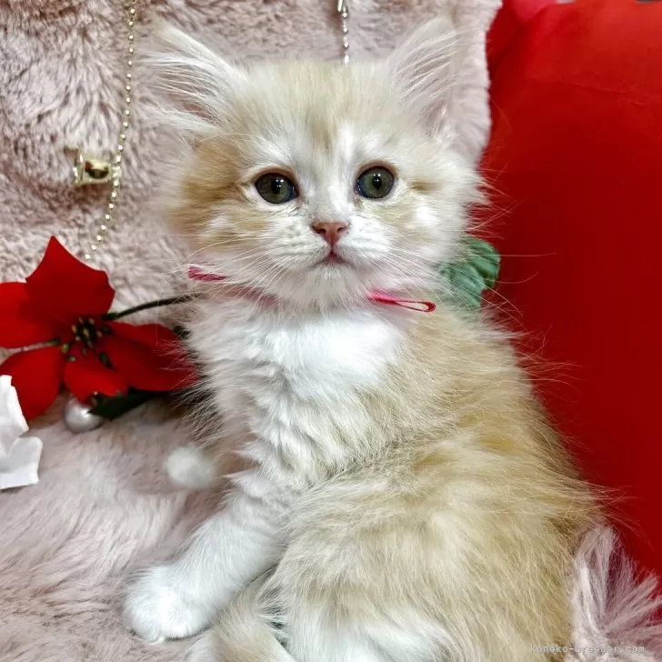 スコティッシュフォールド(立ち耳)【北海道・女の子・2025年10月10日・クリームタビー&amp;ホワイト】の写真1「わたちポーズ作るの上手にゃの💞宜しくにゃん」