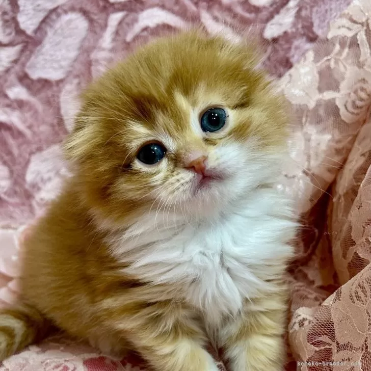 ID:2504-00096の子猫