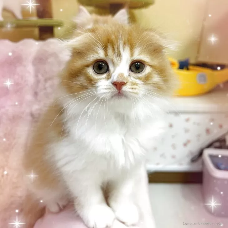 ID：2508-01192の子猫