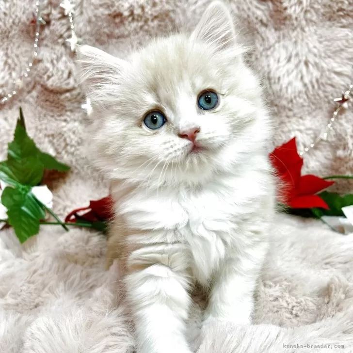 ID：2511-02374の子猫