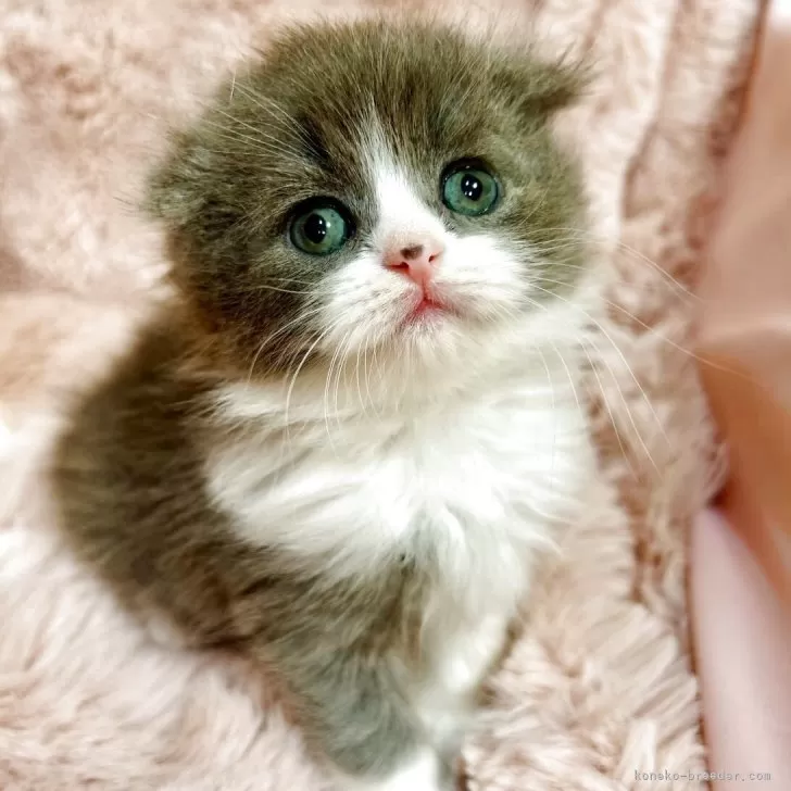 ID：2509-00500の子猫