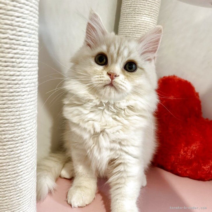 ブリーダー画像