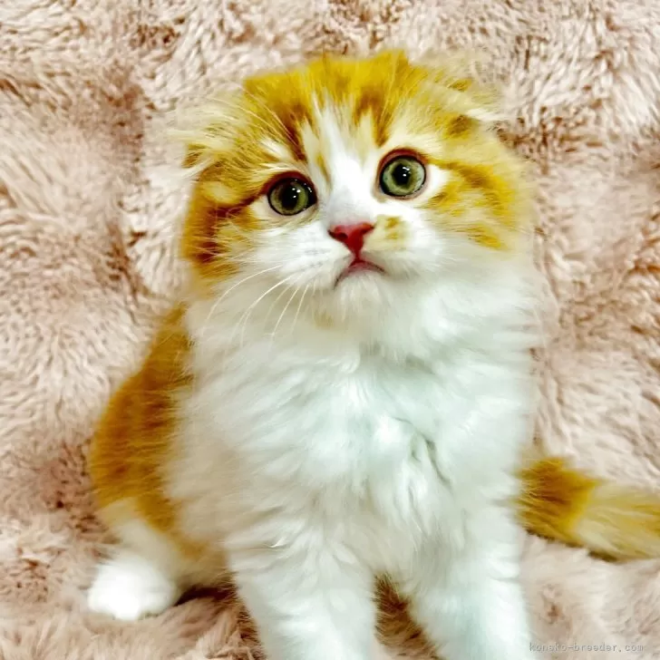 H.F 様のお迎えした子猫