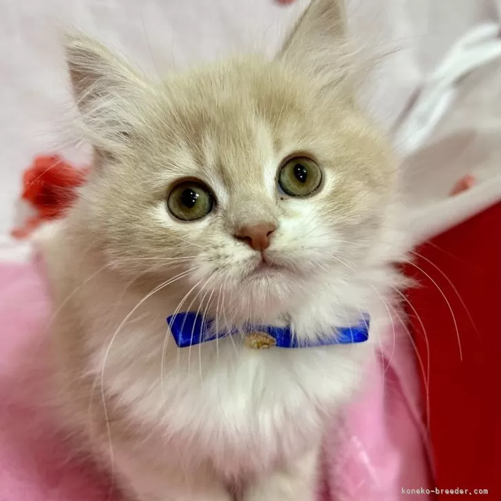 ID:2412-01670の子猫