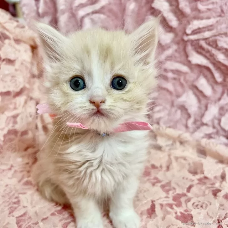 ID:2503-02880の子猫