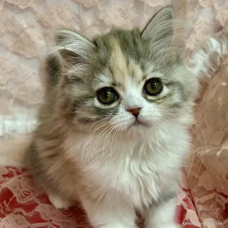 ID:2501-00449の子猫