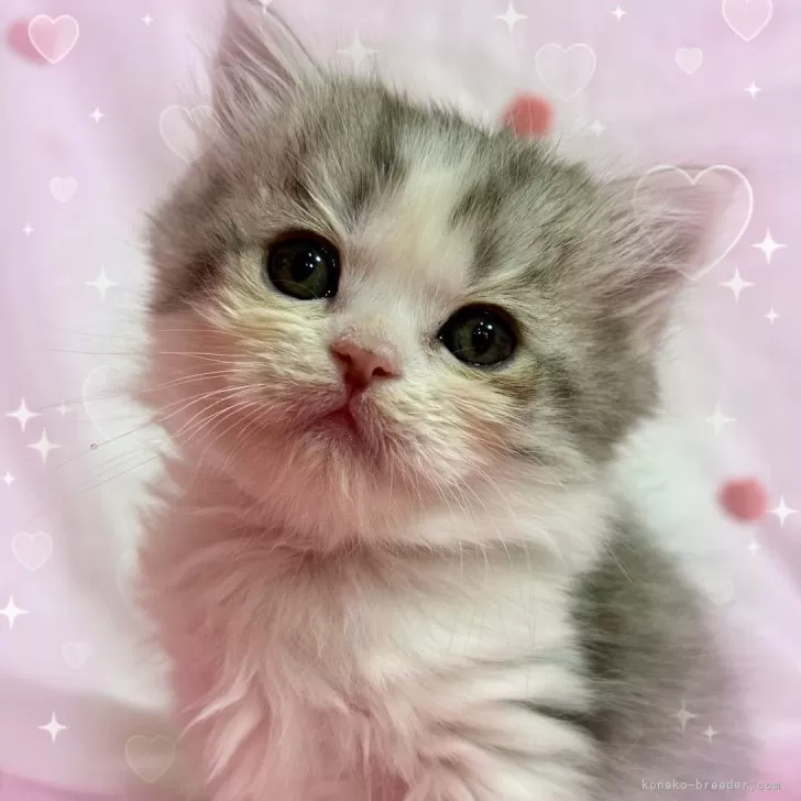 ID：2501-00700の子猫