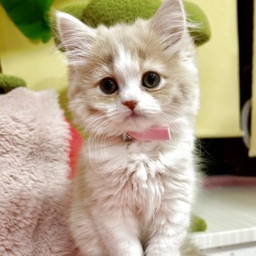 スコティッシュフォールド(立ち耳)【北海道・女の子・2025年8月27日・クリーム&ホワイト（短毛に近いセミロング✨）】の写真「おっとり優しいとても甘えたさん✨」