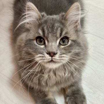 スコティッシュフォールド【北海道・男の子・2024年11月13日・ブルータビー（セミロング💕）】の写真「甘えた王子で癒しの毛並み💕」