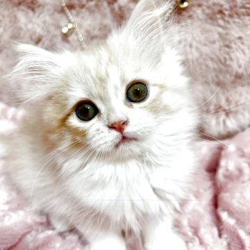 スコティッシュフォールド(立ち耳)【北海道・女の子・2025年10月10日・クリームタビー&ホワイト（柔らかなセミロング💕）】の写真「優しいお顔で性格もおっとりレディ✨」