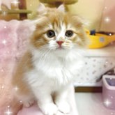 スコティッシュフォールド(折れ耳)