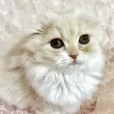 スコティッシュフォールド(折れ耳)