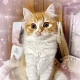 スコティッシュフォールド(立ち耳)